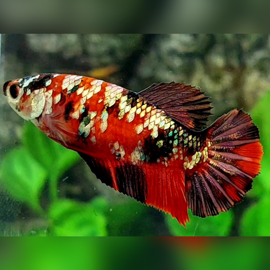 Red Koi Tiger Copper Gold Galaxy HMPK Female For Sorority / Breed