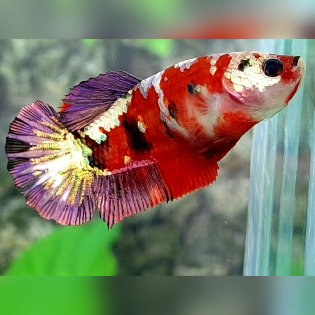 Red Copper Purple Galaxy HMPK Female For Sorority / Breed