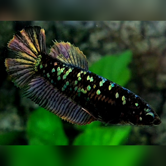 Blackstar Copper Purple Gold HMPK Female For Sorority / Breed