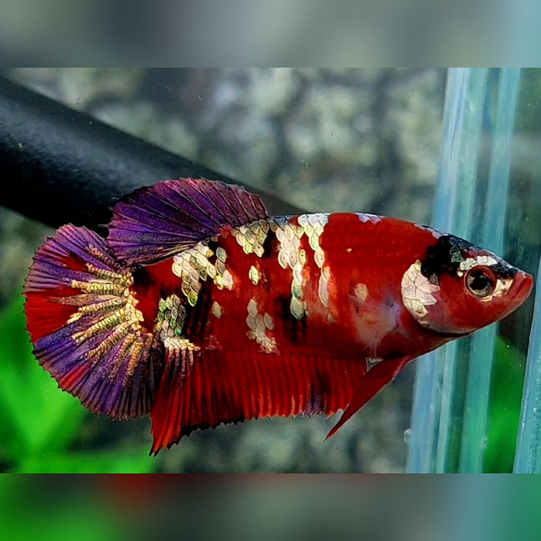 Red Copper Gold Purple Galaxy HMPK Female For Sorority / Breed