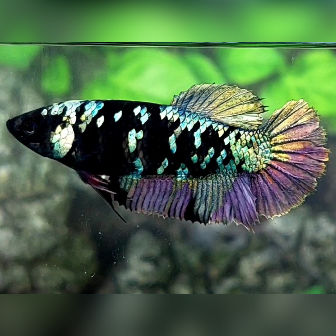 Blackstar Copper Purple Gold HMPK Female For Sorority / Breed