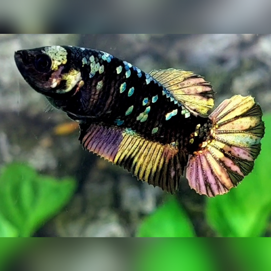 Blackstar Copper Purple Gold HMPK Female For Sorority / Breed