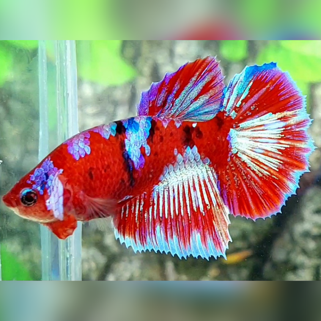 Red Barongsai Tiger Halfmoon Female For Sorority / Breed