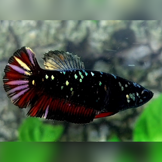 Blackstar Copper Red Purple Gold HMPK Female For Sorority / Breed