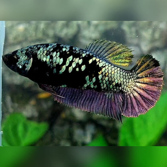 Avatar Copper Purple HMPK Female For Sorority / Breed