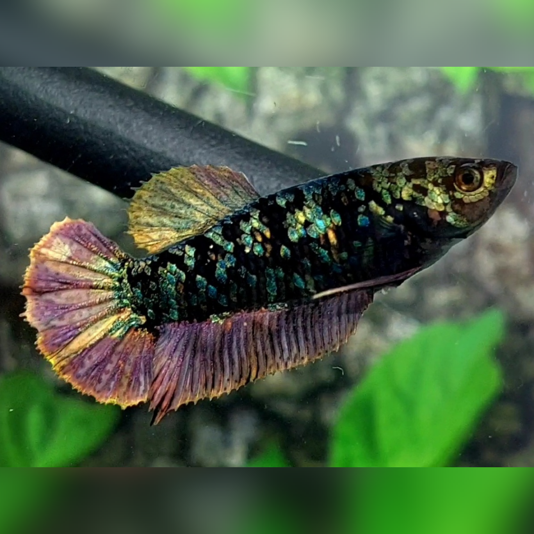 Avatar Green Copper Purple Gold HMPK Female For Sorority / Breed