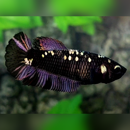 Blackstar Copper Purple HMPK Female For Sorority / Breed