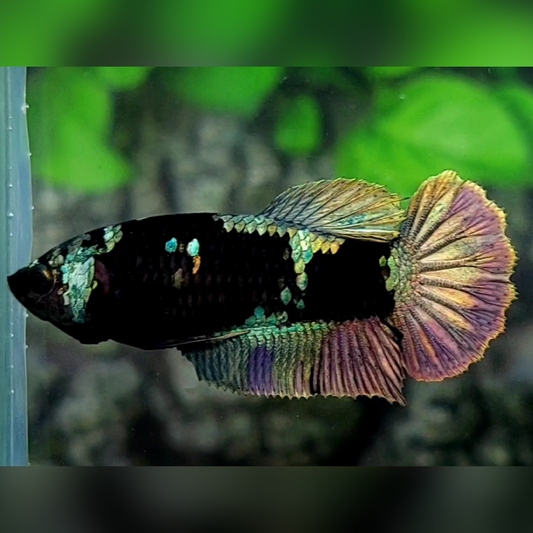 Blackstar Copper Purple Gold HMPK Female For Sorority / Breed