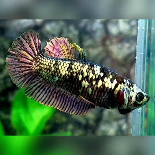 Avatar Copper Purple HMPK Female For Sorority / Breed