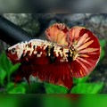 Red Koi Copper Gold Galaxy HMPK Male
