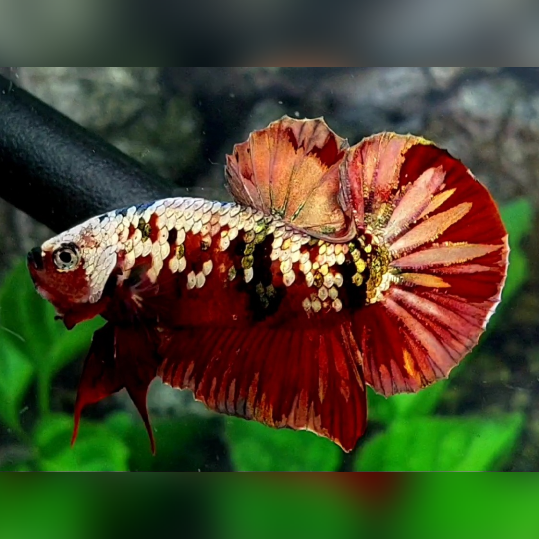 Red Koi Copper Gold Galaxy HMPK Male