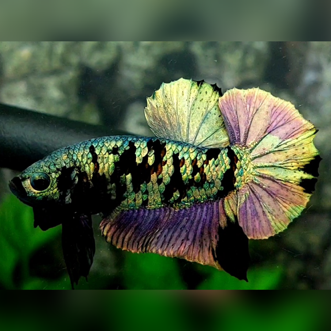 Avatar Green Copper Purple HMPK Male