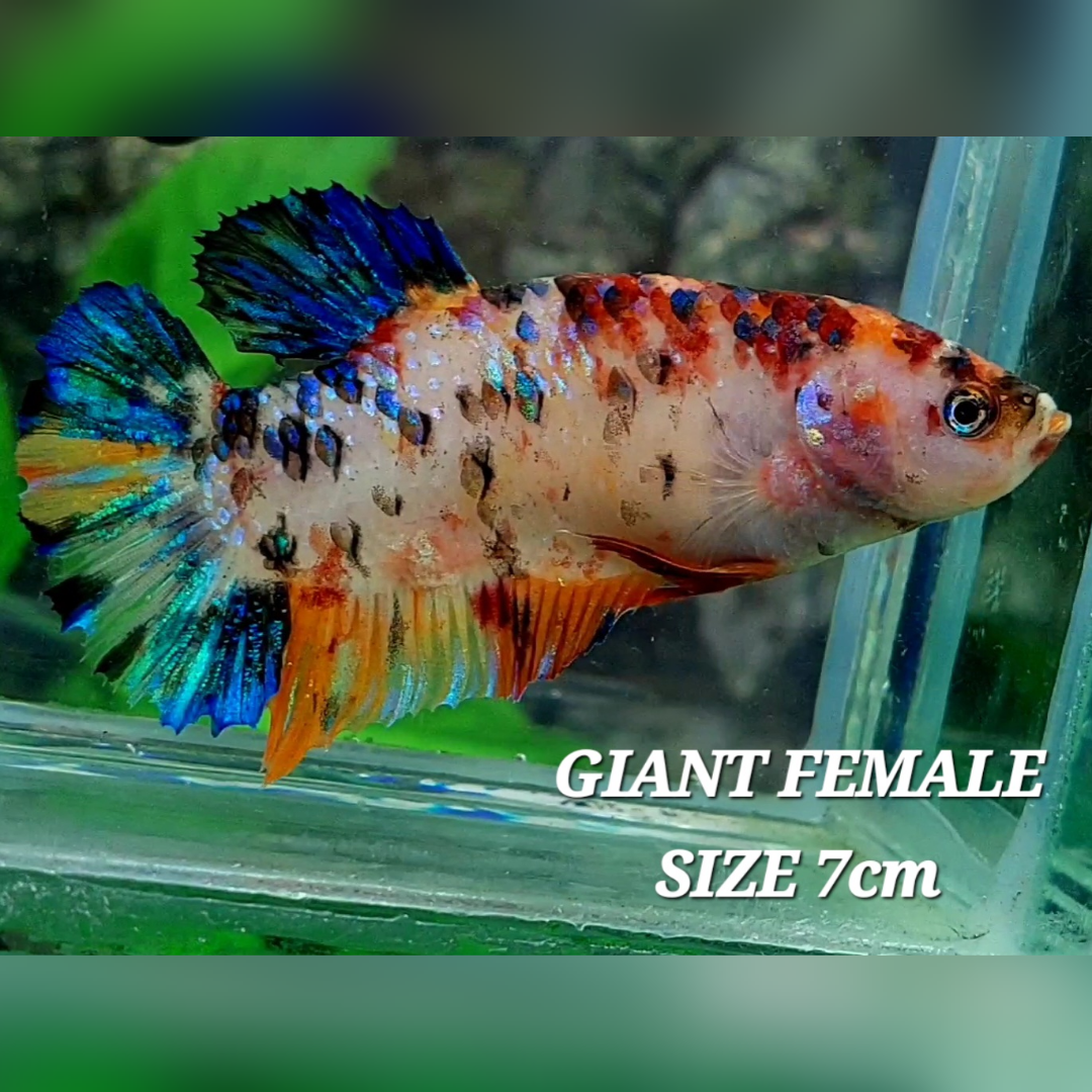 Multicolor Tiger Galaxy JUMBO GIANT HMPK Female