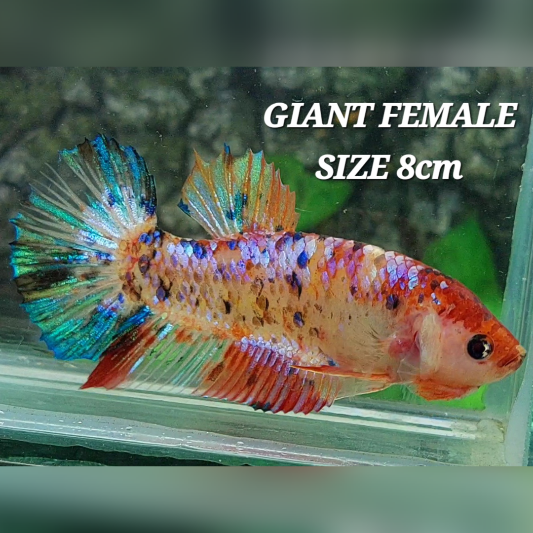 Multicolor Galaxy JUMBO GIANT HMPK Female