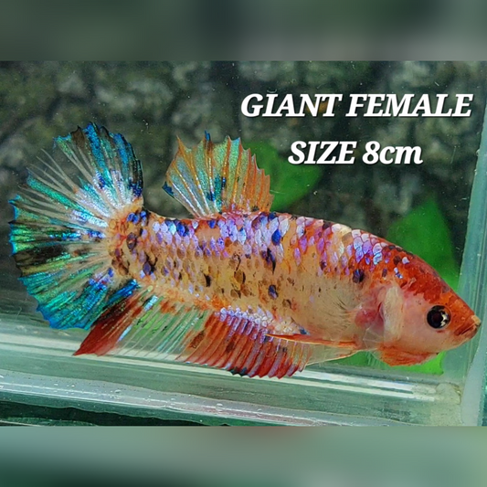 Multicolor Galaxy JUMBO GIANT HMPK Female