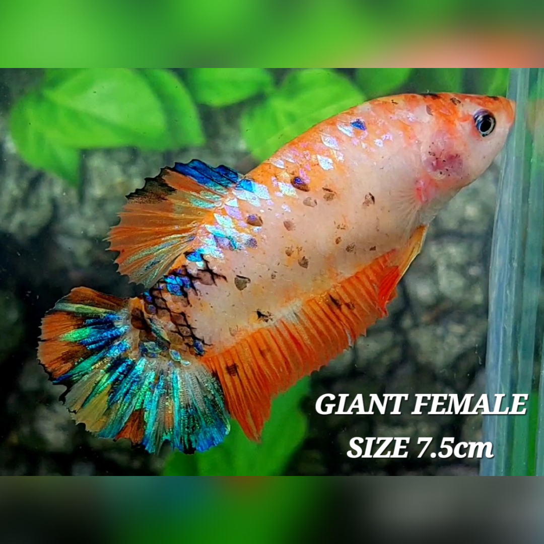 Orange Koi Metalic JUMBO GIANT HMPK Female