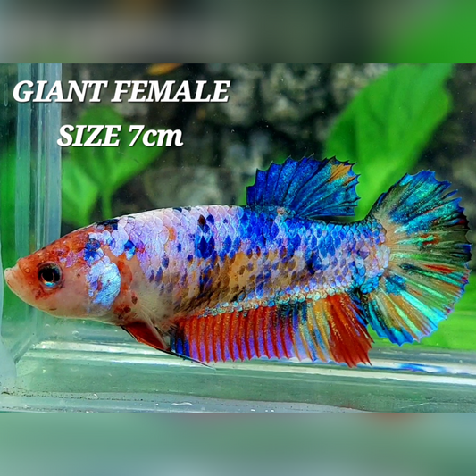 Multicolor JUMBO GIANT HMPK Female