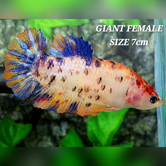 Multicolor Candy Tiger JUMBO GIANT HMPK Female