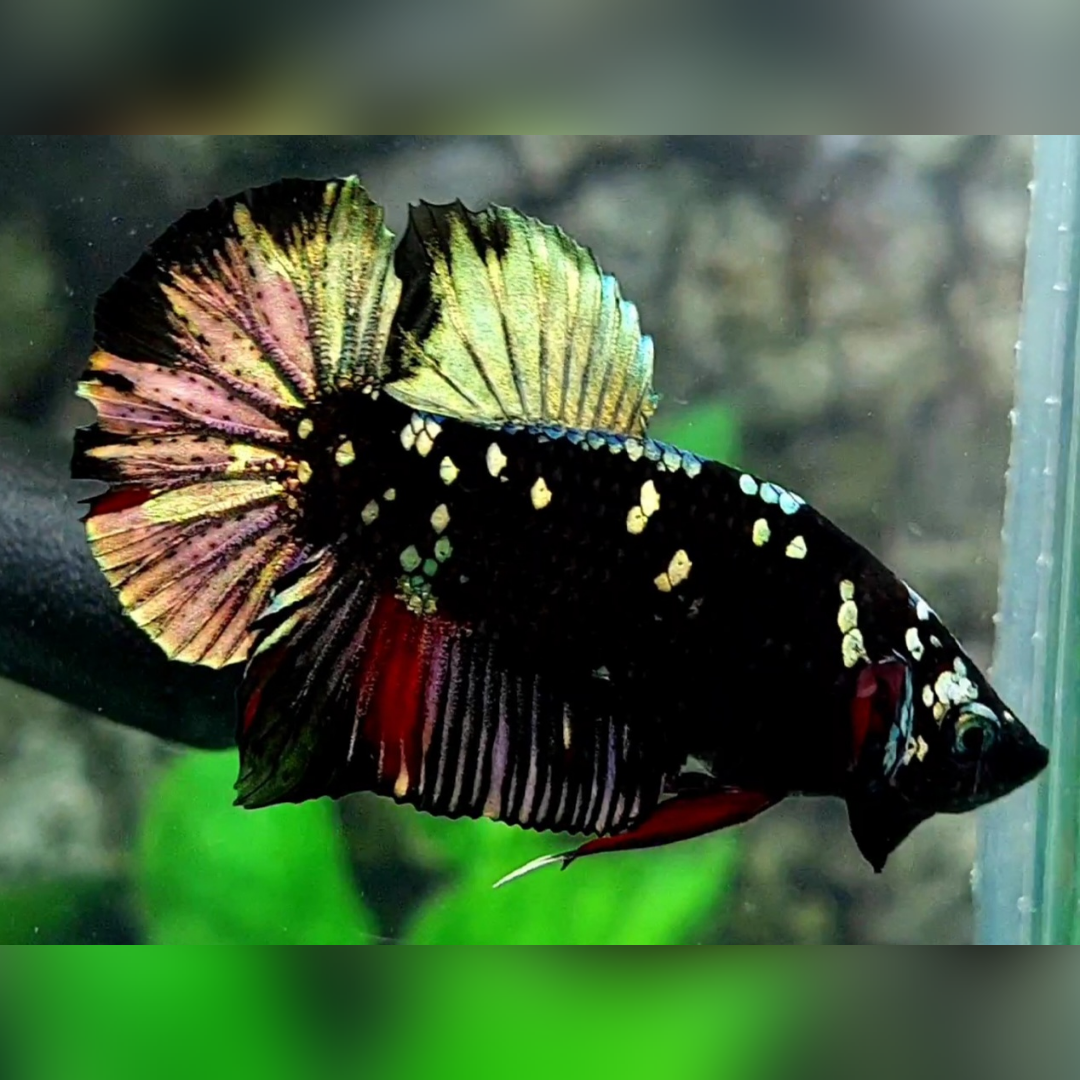 Blackstar Copper Gold HMPK Male