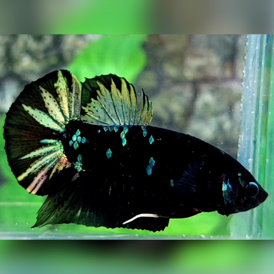 Blackstar Copper HMPK Male