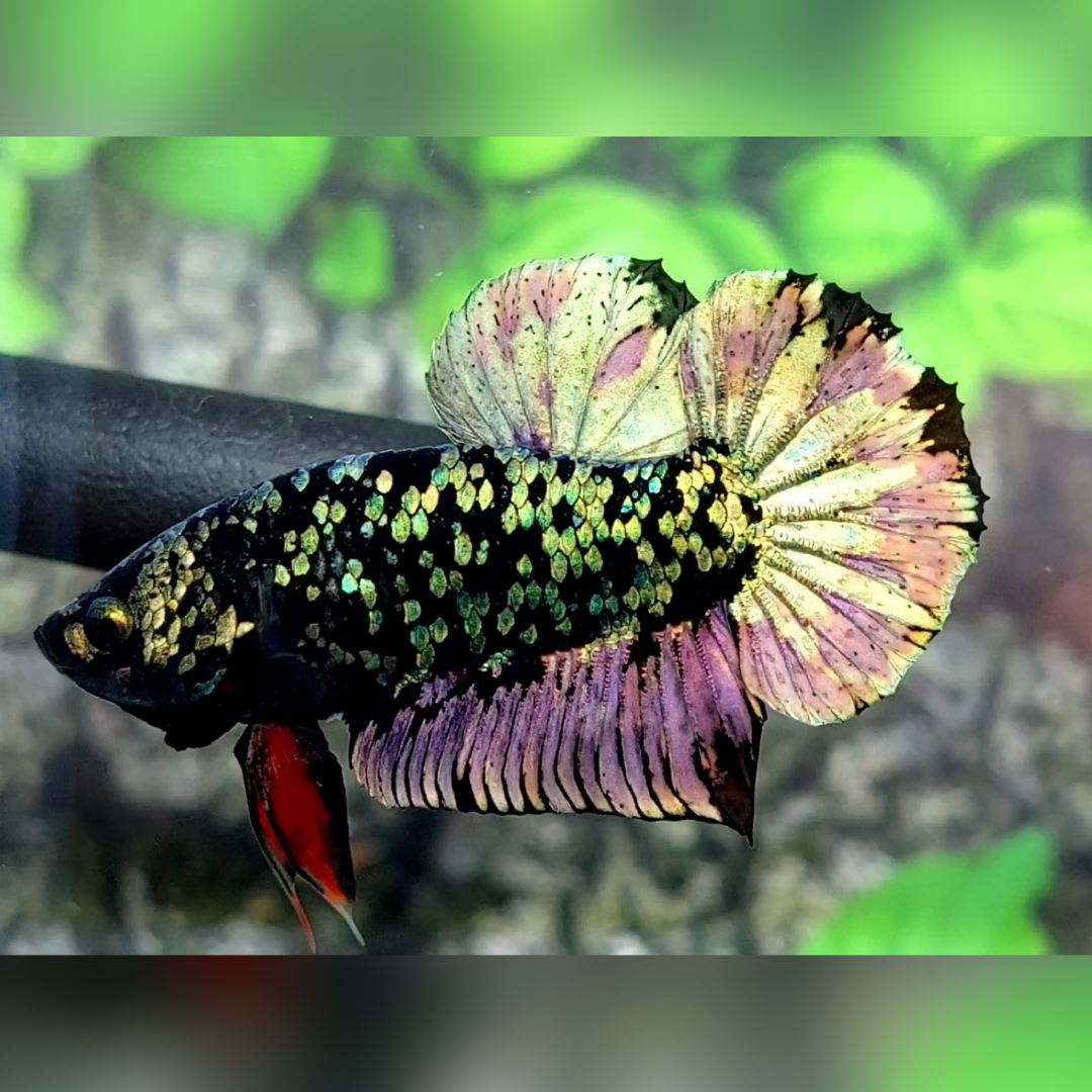 Avatar Green Copper Purple Gold HMPK Male