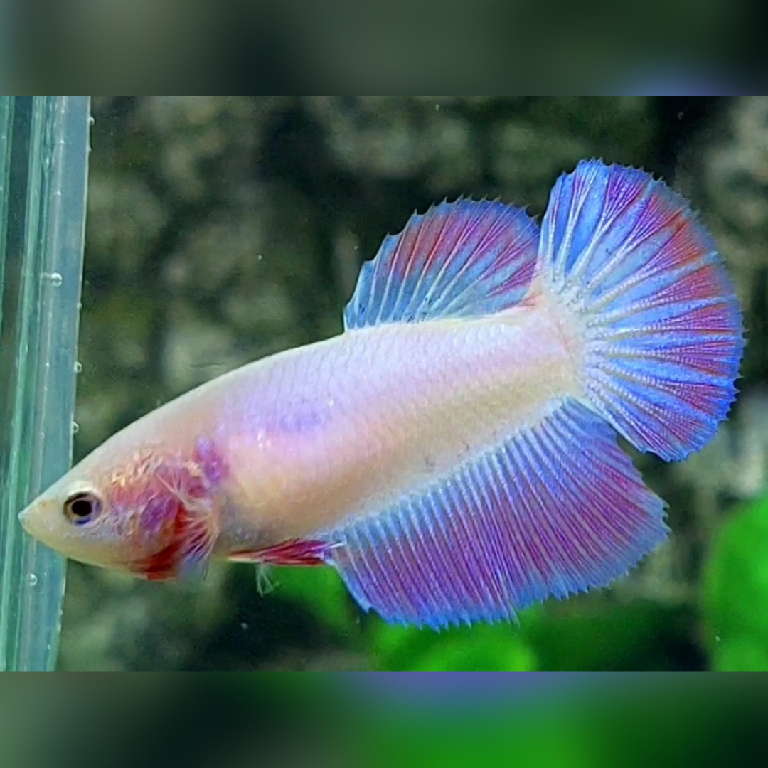 Pink Pastel Halfmoon Female For Sorority / Breed