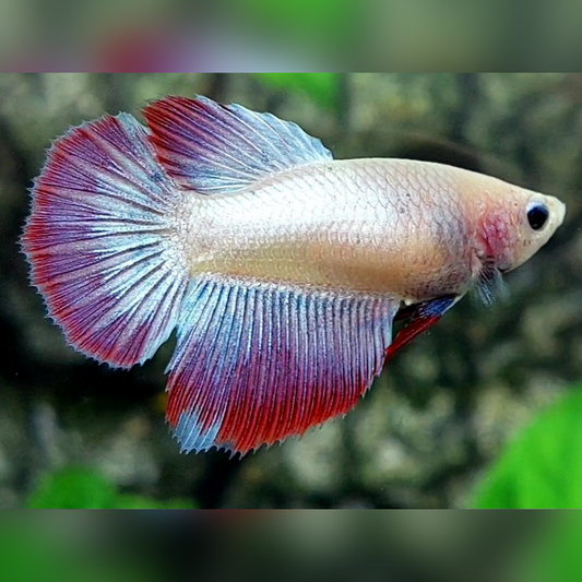 Fancy Halfmoon Female For Sorority / Breed