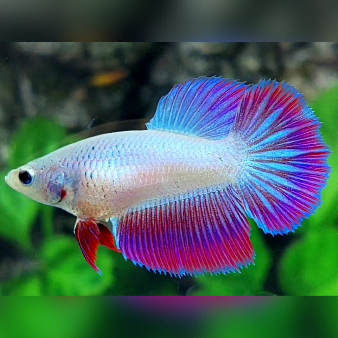 Fancy Halfmoon Female For Sorority / Breed