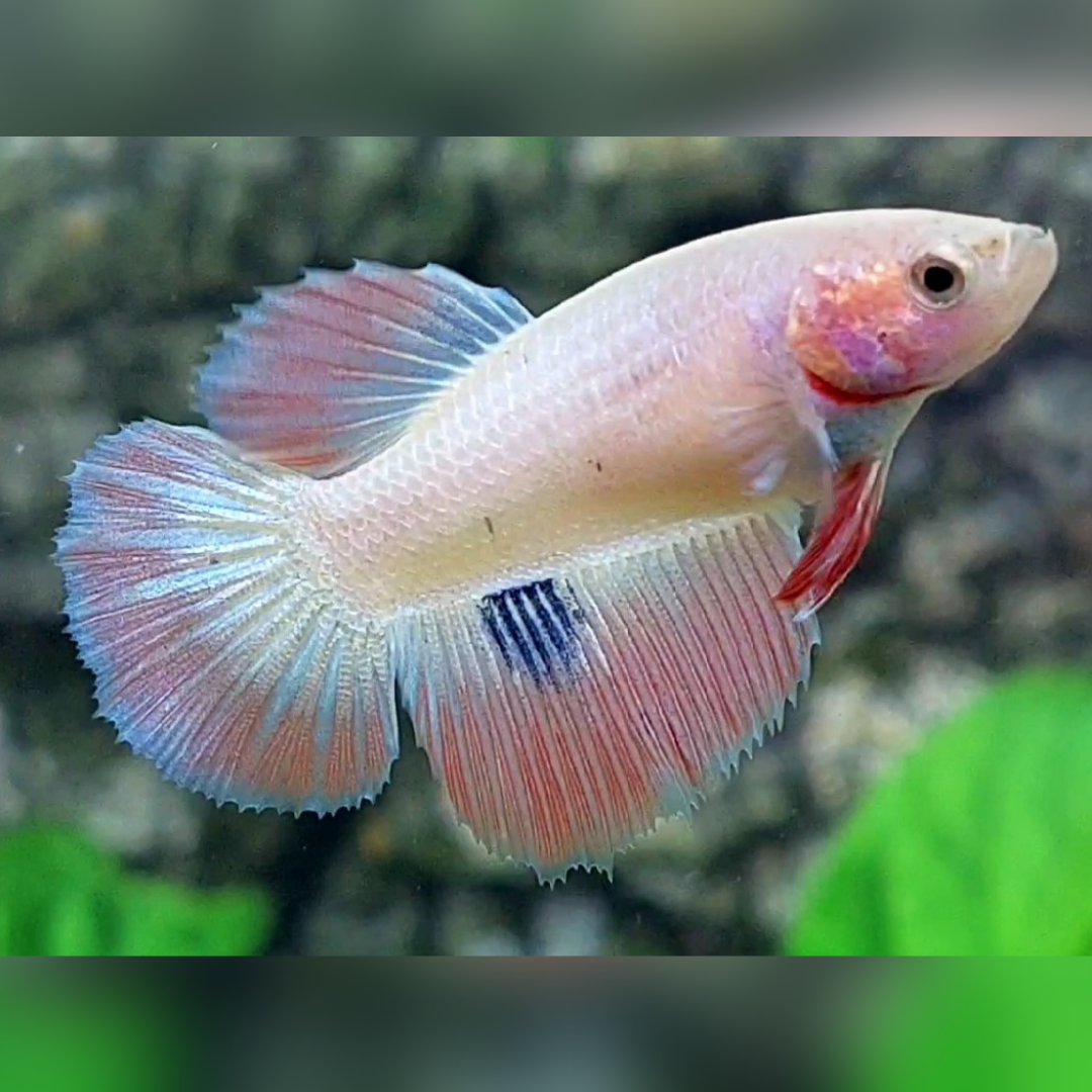 Pastel Halfmoon Female For Sorority / Breed