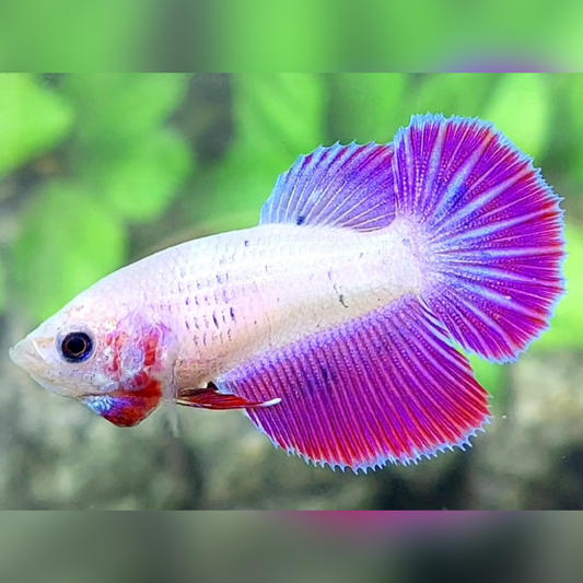 Pink Purple Fancy Halfmoon Female For Sorority / Breed