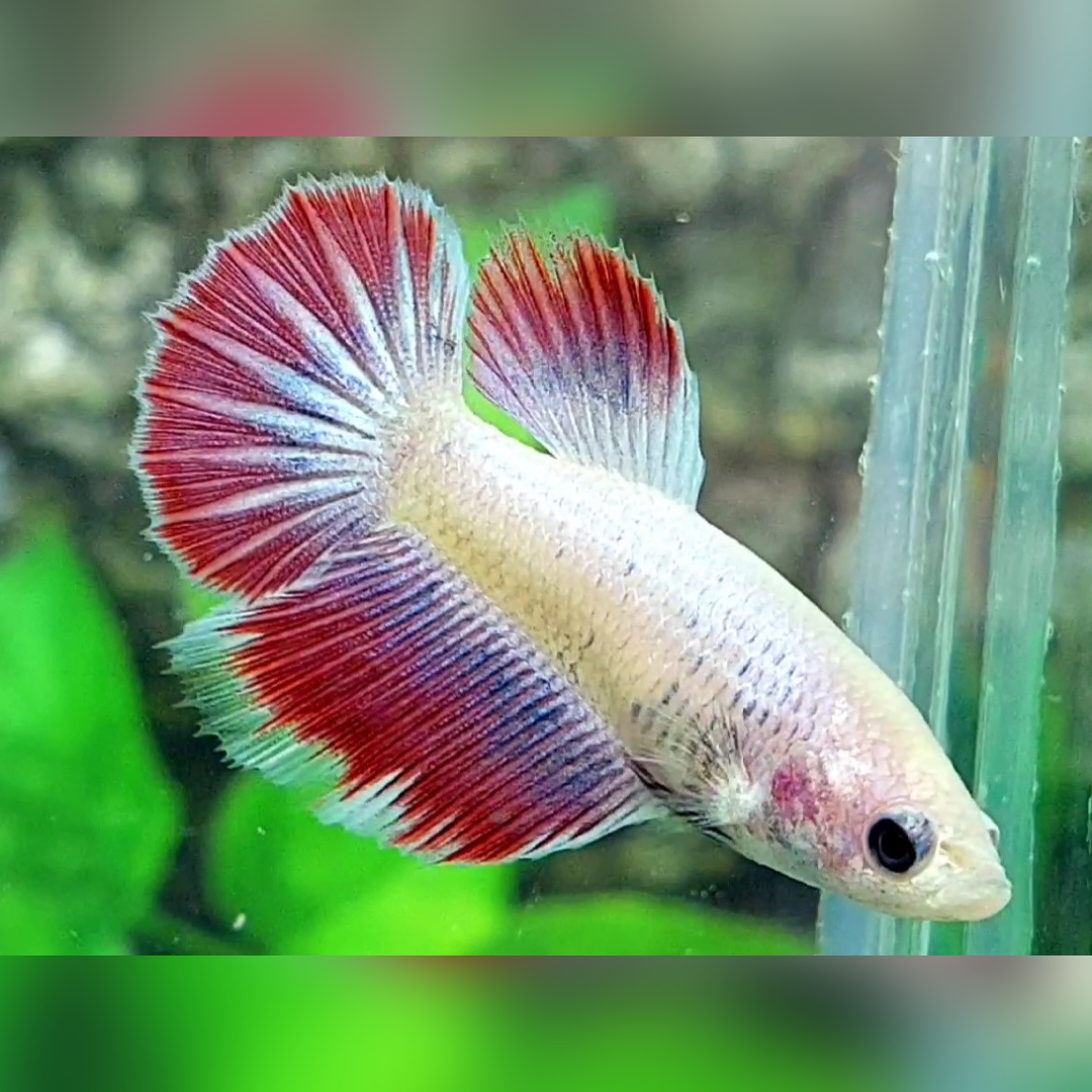 Fancy Halfmoon Female For Sorority / Breed