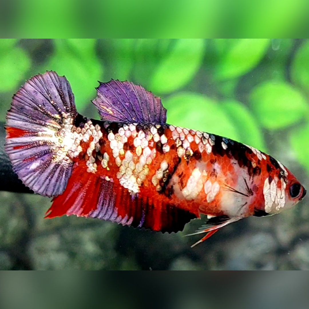 Red Tiger Copper Purple Gold Galaxy HMPK Female For Sorority / Breed