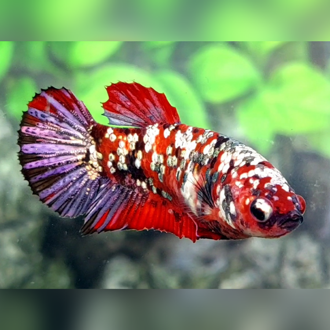 Red Copper Purple Galaxy HMPK Female For Sorority / Breed