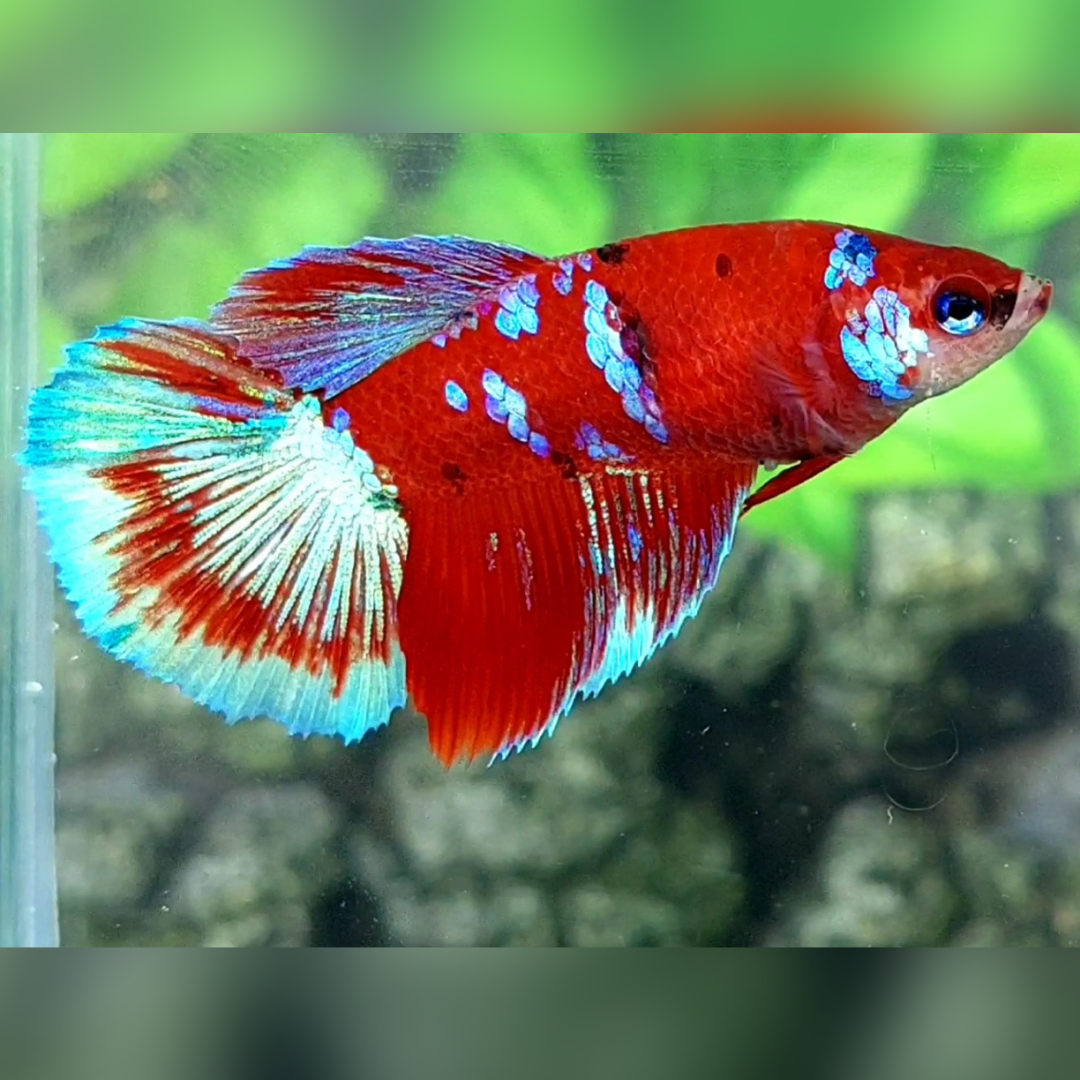 Red Barongsai Galaxy Halfmoon Female For Sorority / Breed