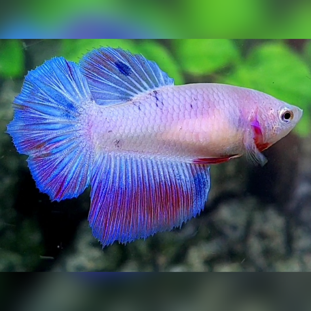 Pink Pastel Halfmoon Female For Sorority / Breed