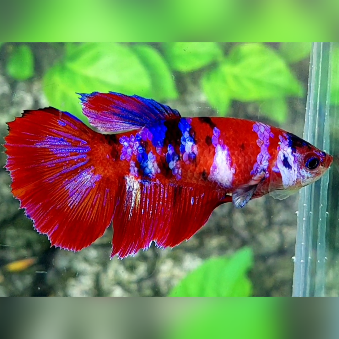 Multicolor Red Galaxy Halfmoon Female For Sorority / Breed