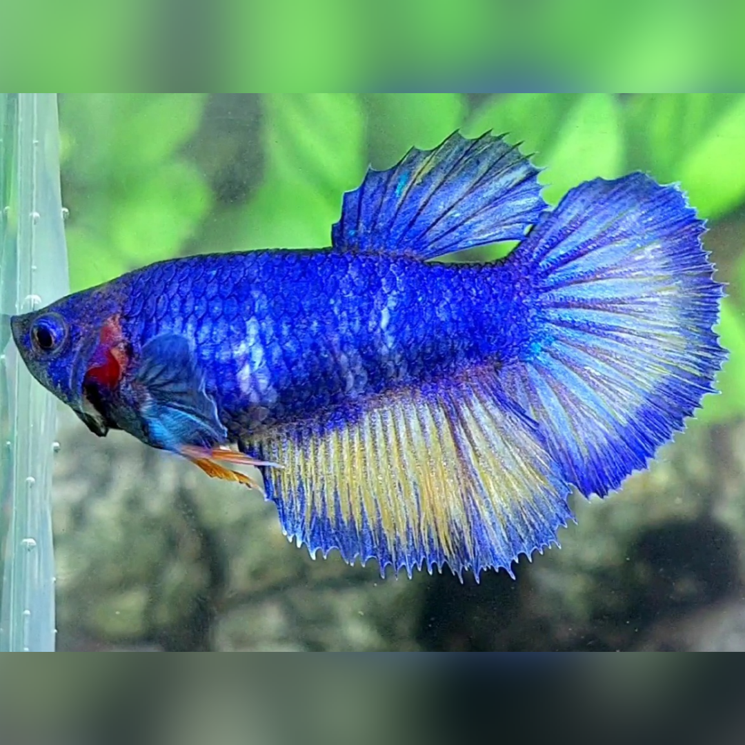 Blue Mustard Halfmoon Female For Sorority / Breed