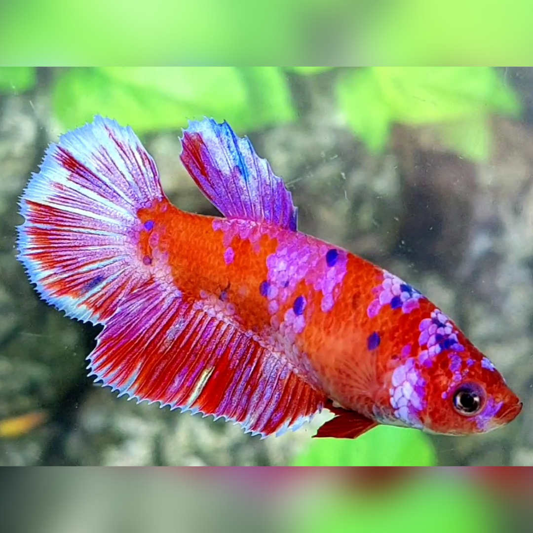 Red Purple Galaxy Halfmoon Female For Sorority / Breed