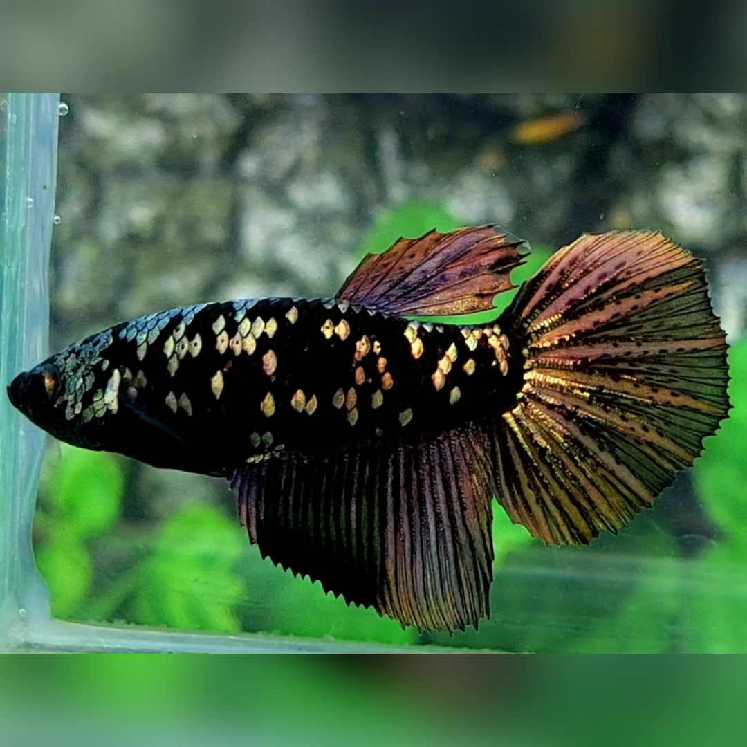 Blackstar Copper Gold Halfmoon Female For Sorority / Breed