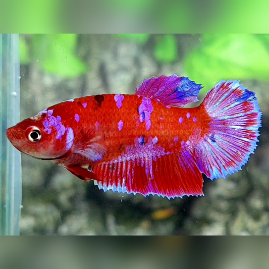 Red Purple Galaxy HMPK Female For Sorority / Breed