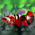 Red Tiger Copper Gold Galaxy HMPK Female For Sorority / Breed #RKC