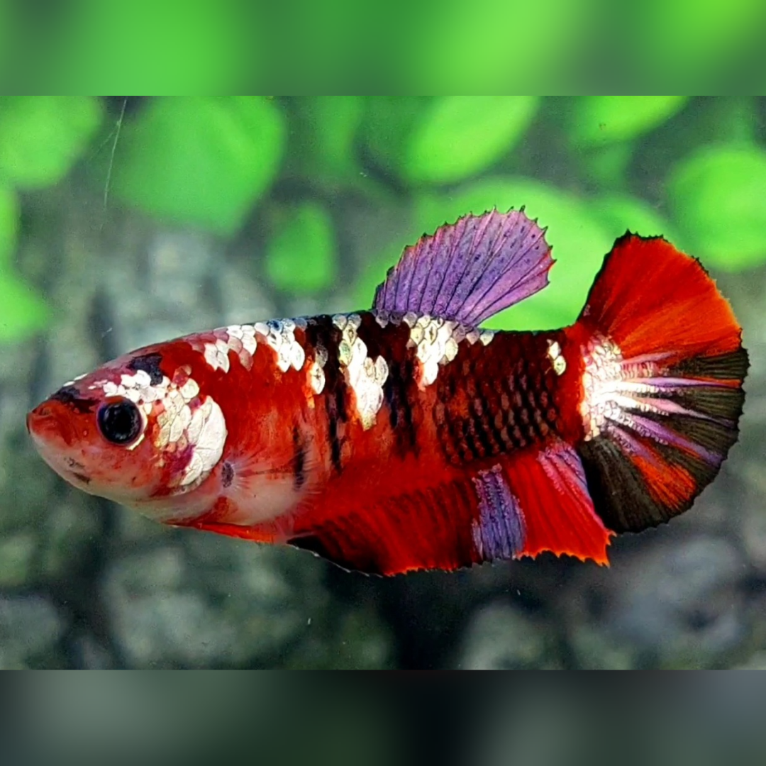 Red Tiger Copper Gold Galaxy HMPK Female For Sorority / Breed