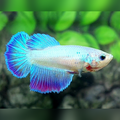 Skyblue Fancy Halfmoon Female For Sorority / Breed