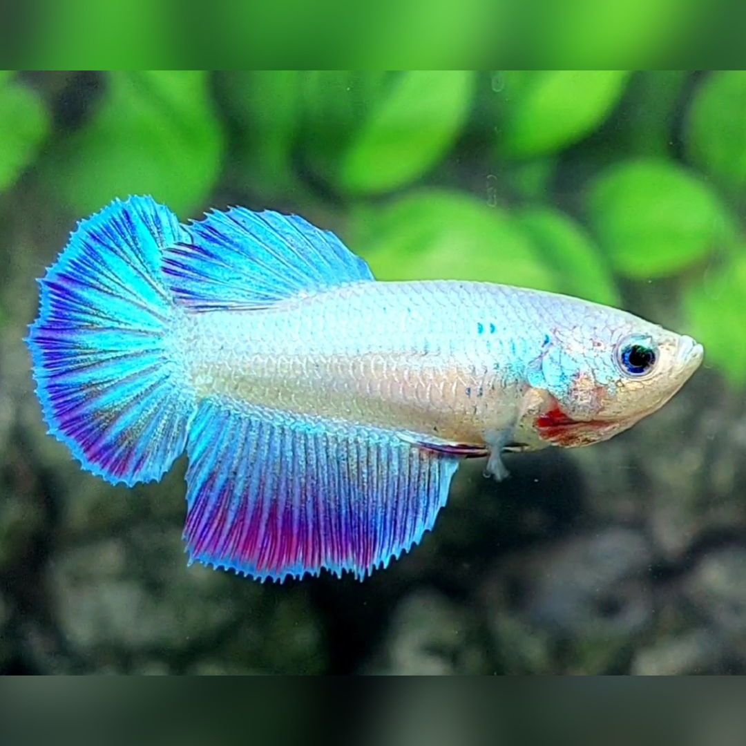 Skyblue Fancy Halfmoon Female For Sorority / Breed