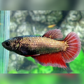 Red Copper Gold HMPK Female For Sorority / Breed