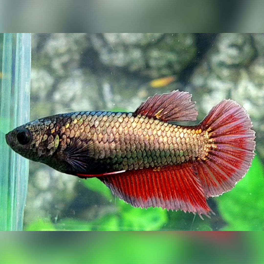 Red Copper Gold HMPK Female For Sorority / Breed