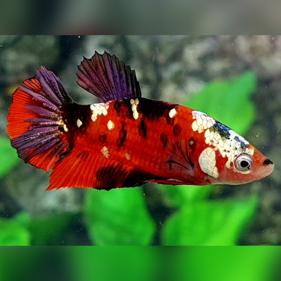 Red Koi Tiger Copper Gold Galaxy HMPK Female For Sorority / Breed