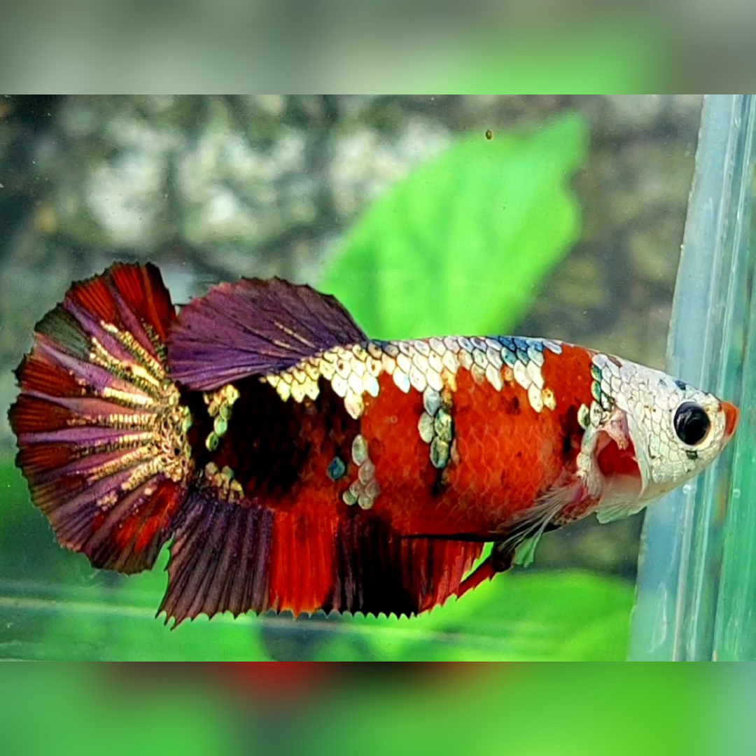 Red Koi Copper Gold Galaxy HMPK Female For Sorority / Breed