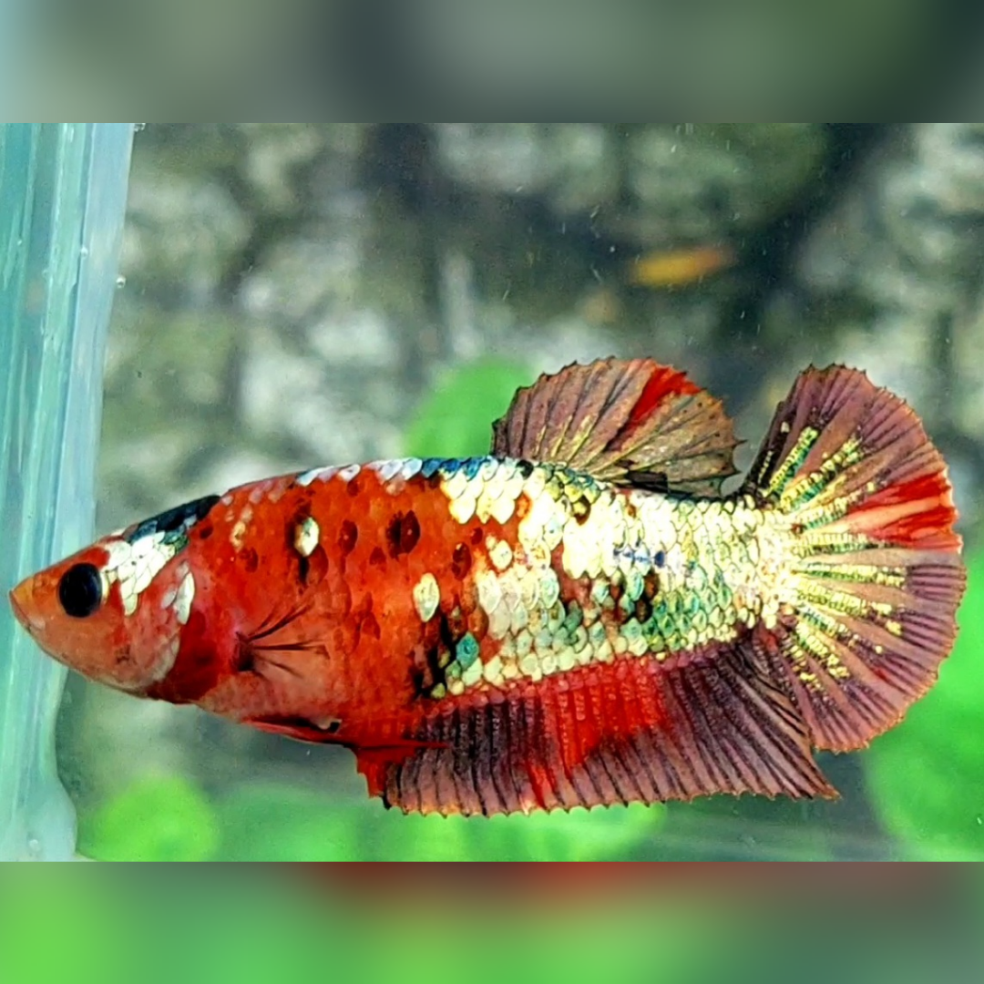 Red Koi Copper Gold Galaxy HMPK Female For Sorority / Breed