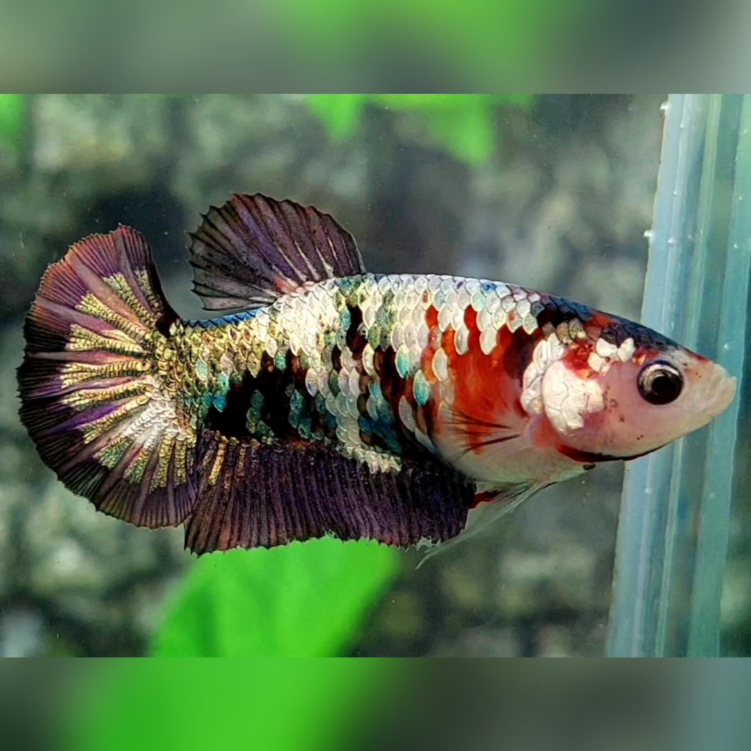 Koi Copper Galaxy HMPK Female For Sorority / Breed